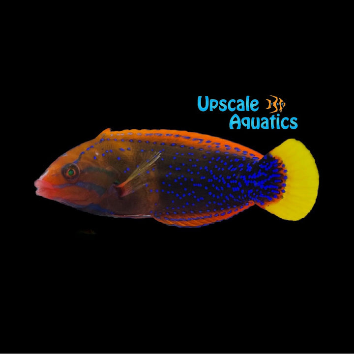 Red Coris Wrasse - Adult (Coris gaimard)