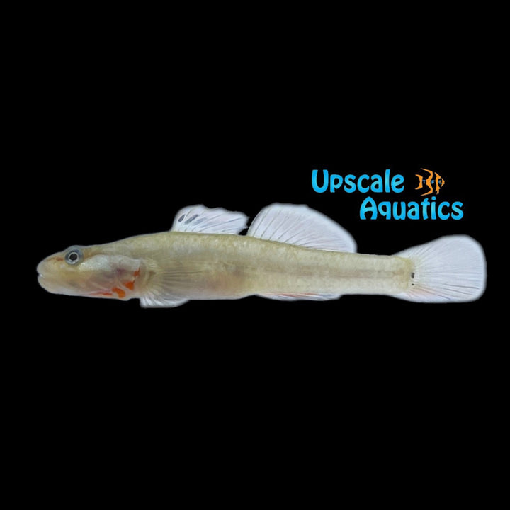 White Cheek Goby (Rhinogobius duospilus)