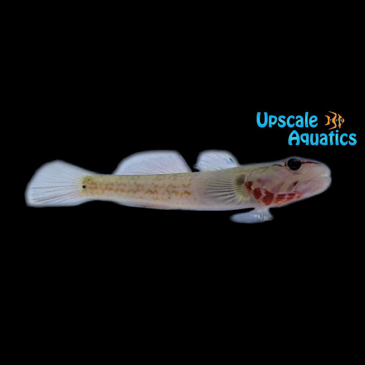 White Cheek Goby (Rhinogobius duospilus)