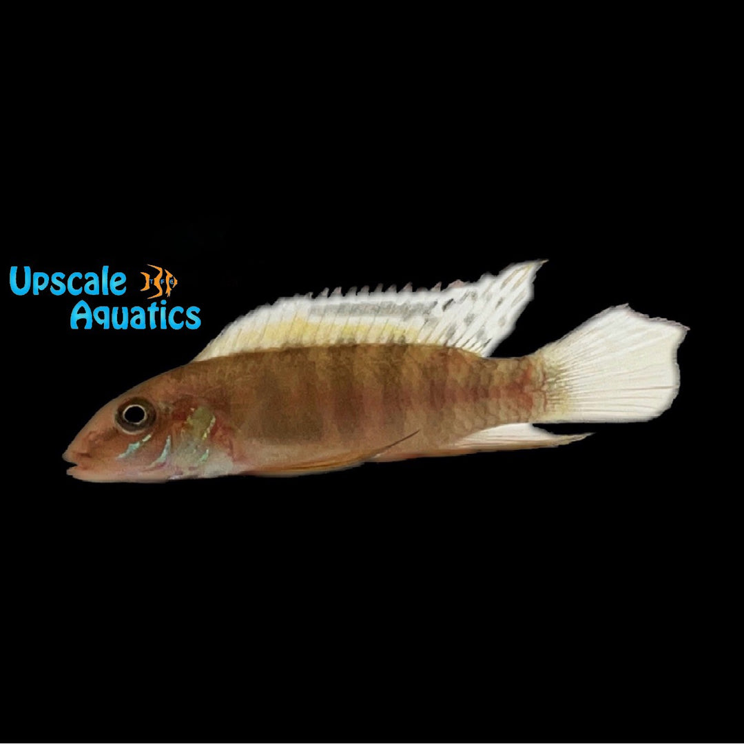 Kolente Rainbow Kribensis (Pelvicachromis signatus)