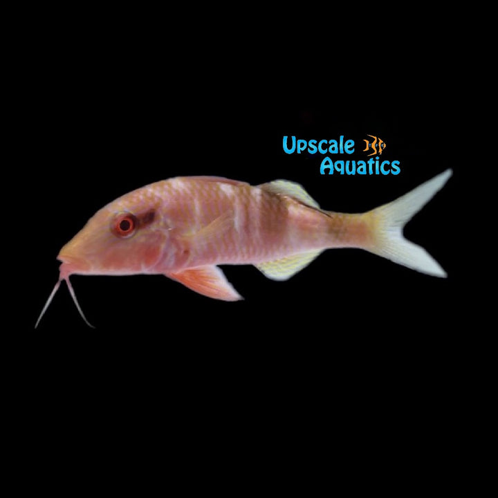 Crimson Manybar Goatfish (Parupeneus multifasciatus)