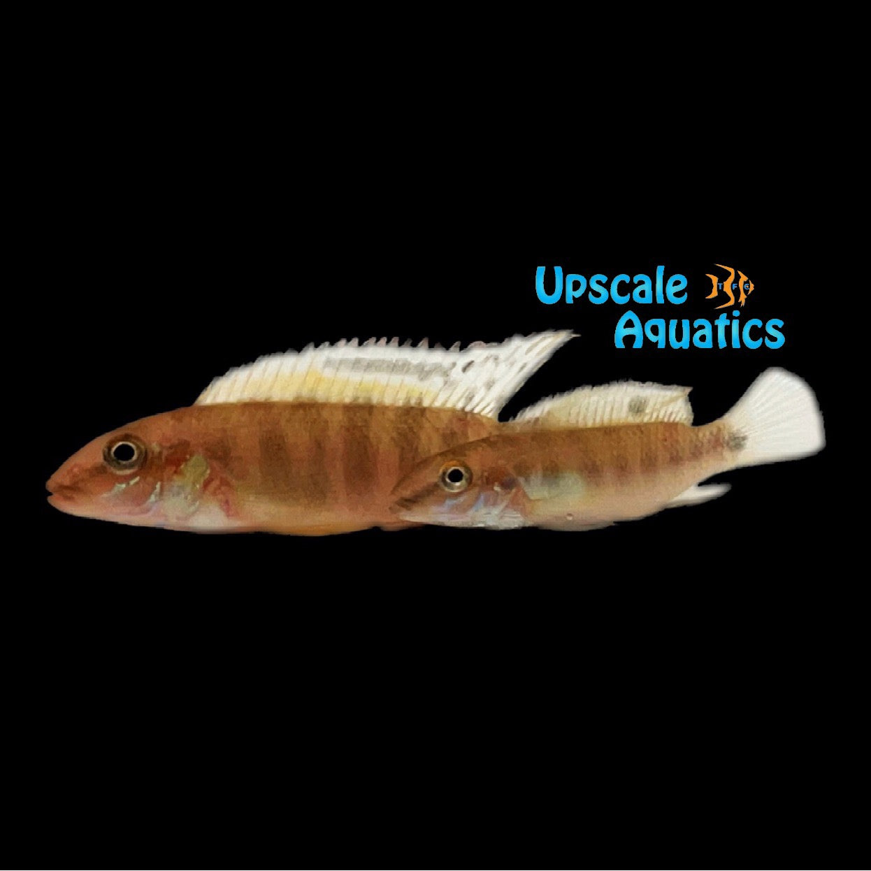 Signatus Fish Kolente Rainbow Kribensis (Pelvicachromis signatus) – Upscale Aquatics