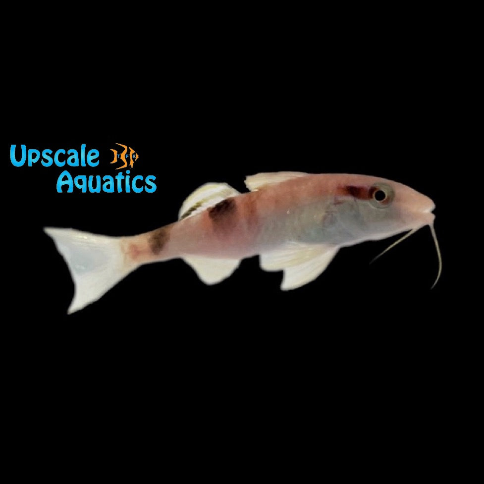 Crimson Manybar Goatfish (Parupeneus multifasciatus)