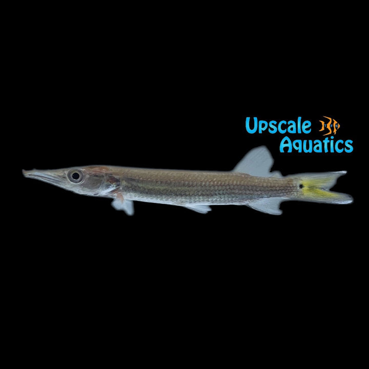 Rocket Gar (Ctenolucius hujeta)