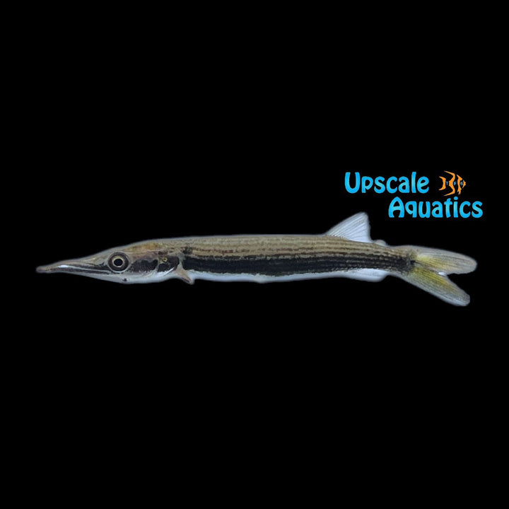 Rocket Gar (Ctenolucius hujeta)