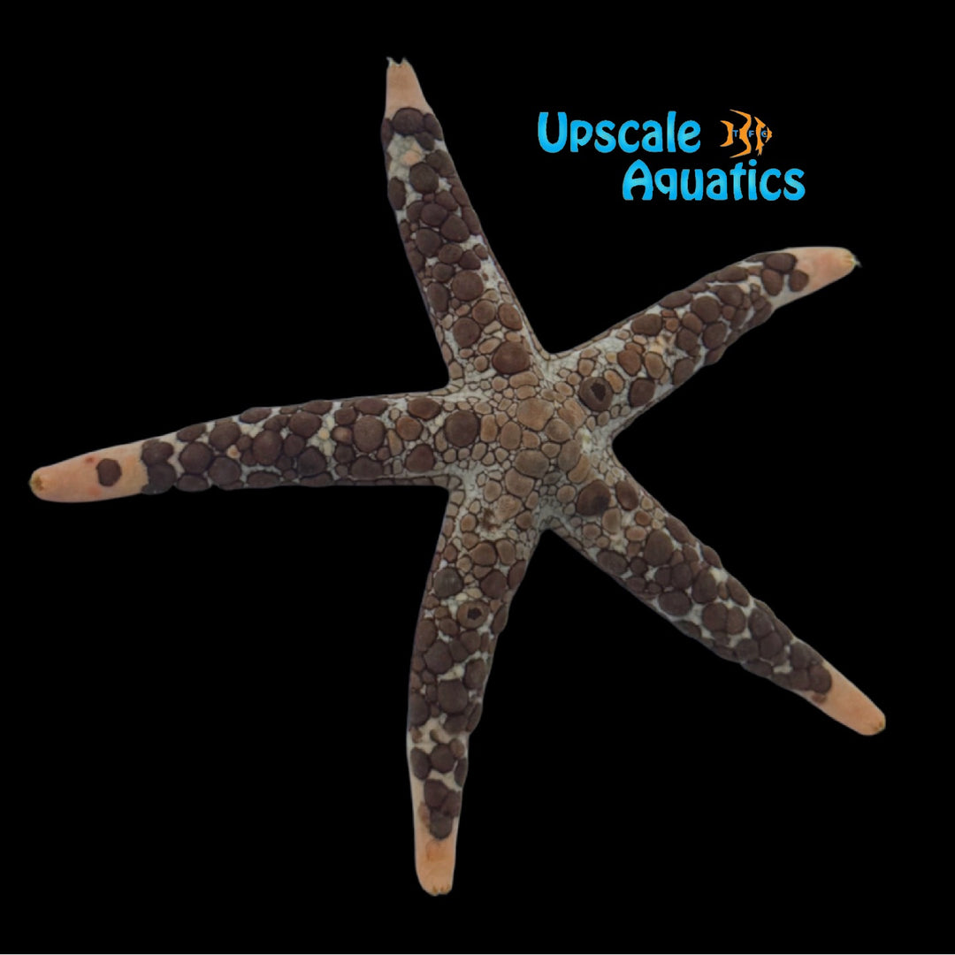 Variable Starfish (Nardoa variolata)