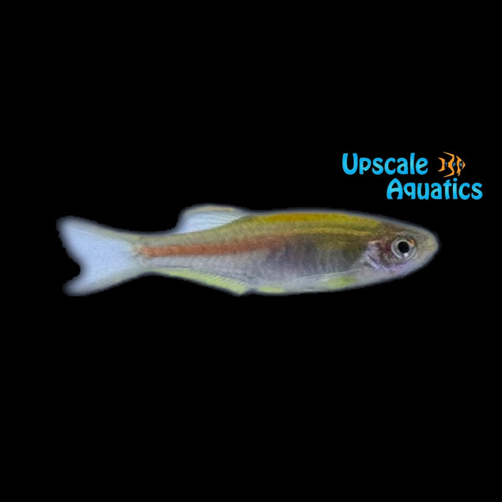 Glowlight Danio (Celestichthys choprae)