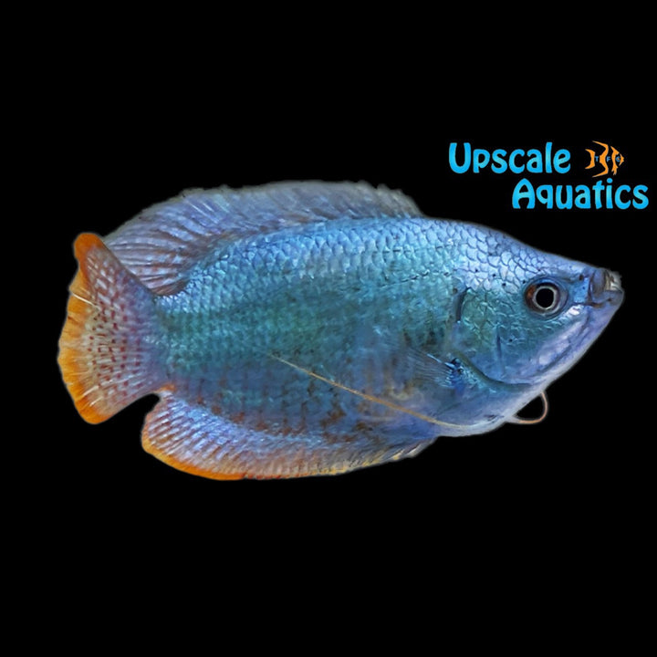 Powder Blue Dwarf Gourami (Trichogaster lalius)