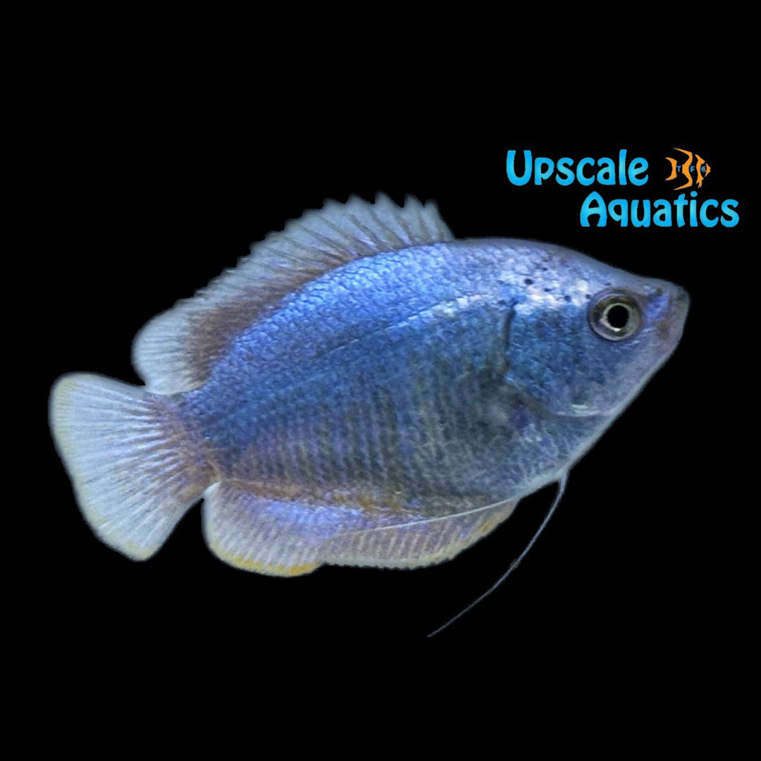 Powder Blue Dwarf Gourami (Trichogaster lalius)