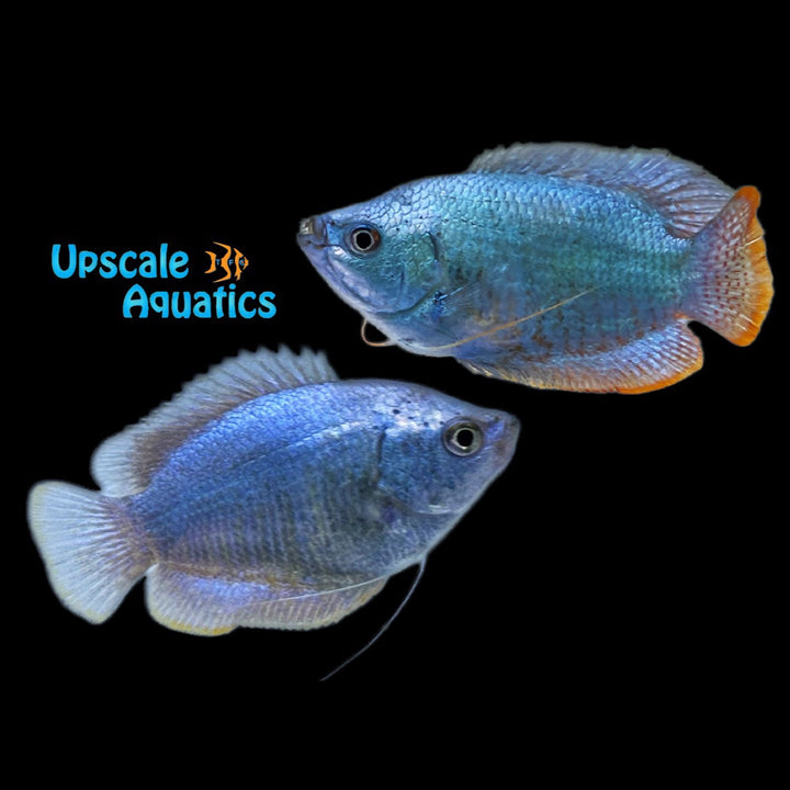 Powder Blue Dwarf Gourami (Trichogaster lalius)