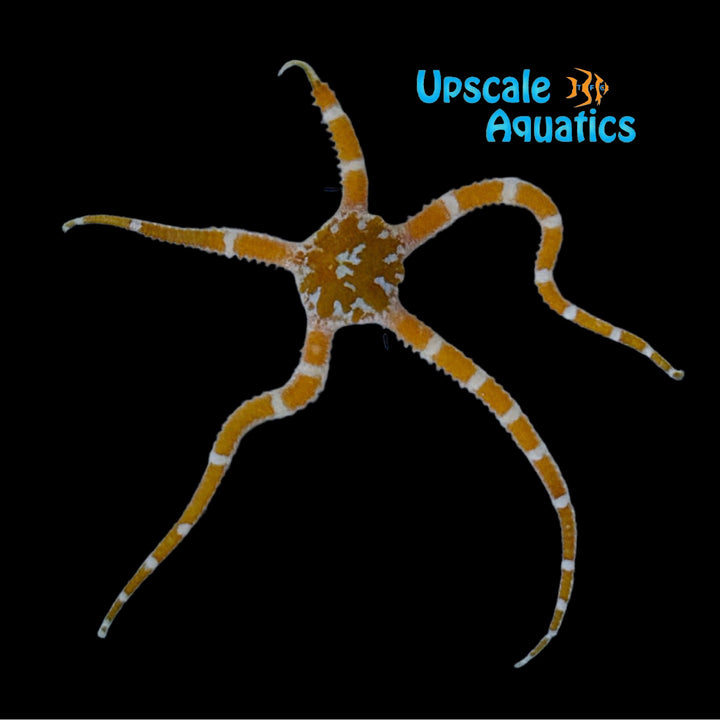 Orange Harlequin Serpent Starfish (Ophioderma sp.)