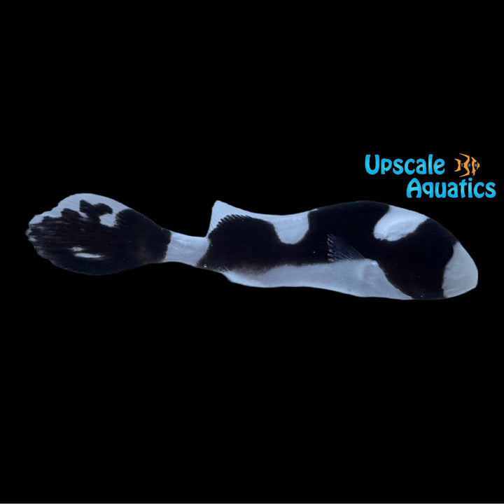 Panda Sweetlips (Plectorhinchus picus)