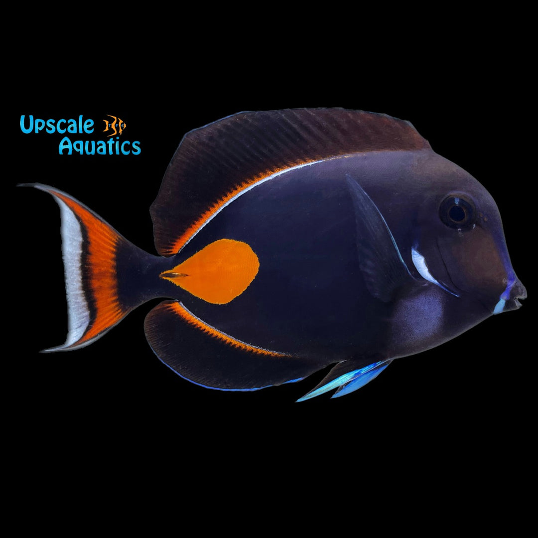 Achilles Tang (Acanthurus achilles)