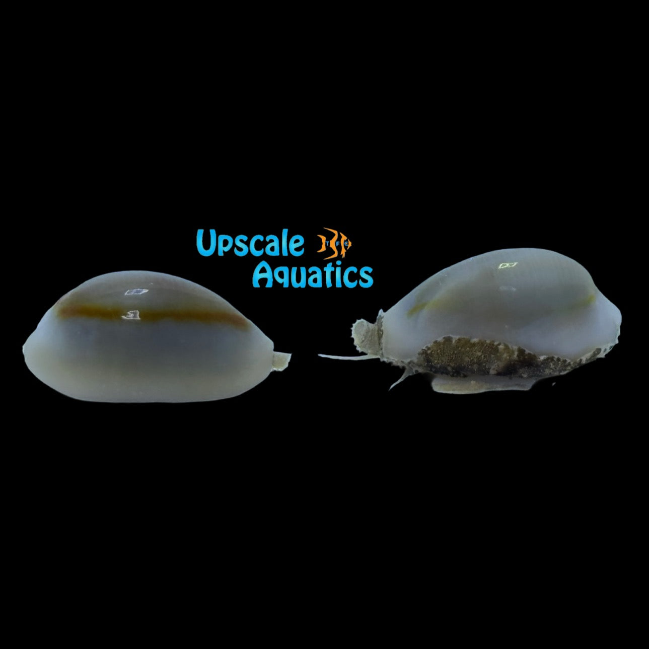Ring Cowrie (Cypraea annulus) – Upscale Aquatics
