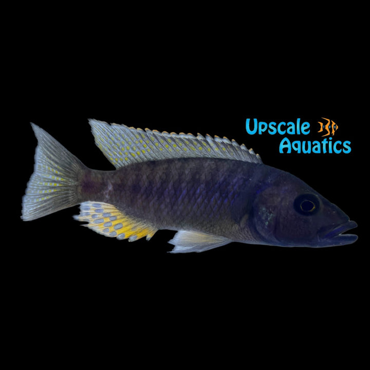 Modestus Red Hap (Stigmatochromis modestus)
