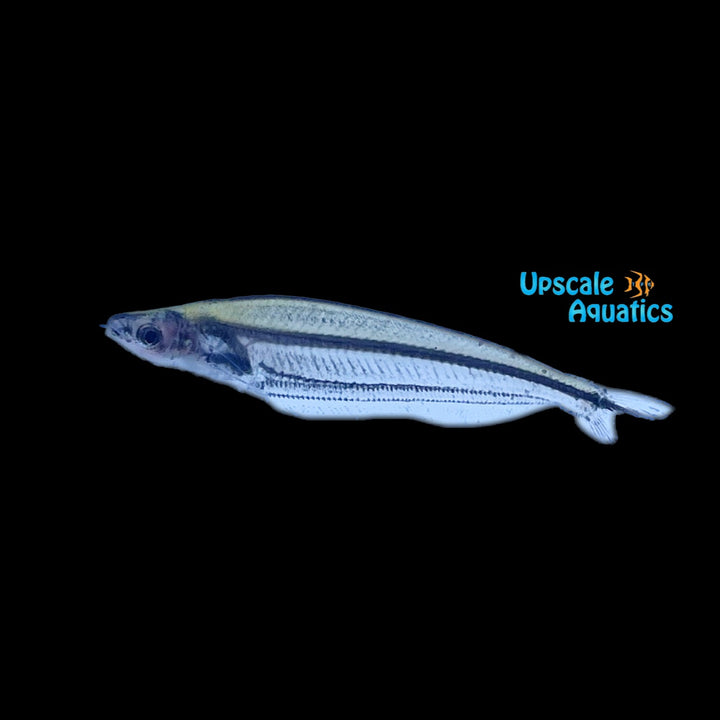 African Glass Catfish (Parailia pellucida)