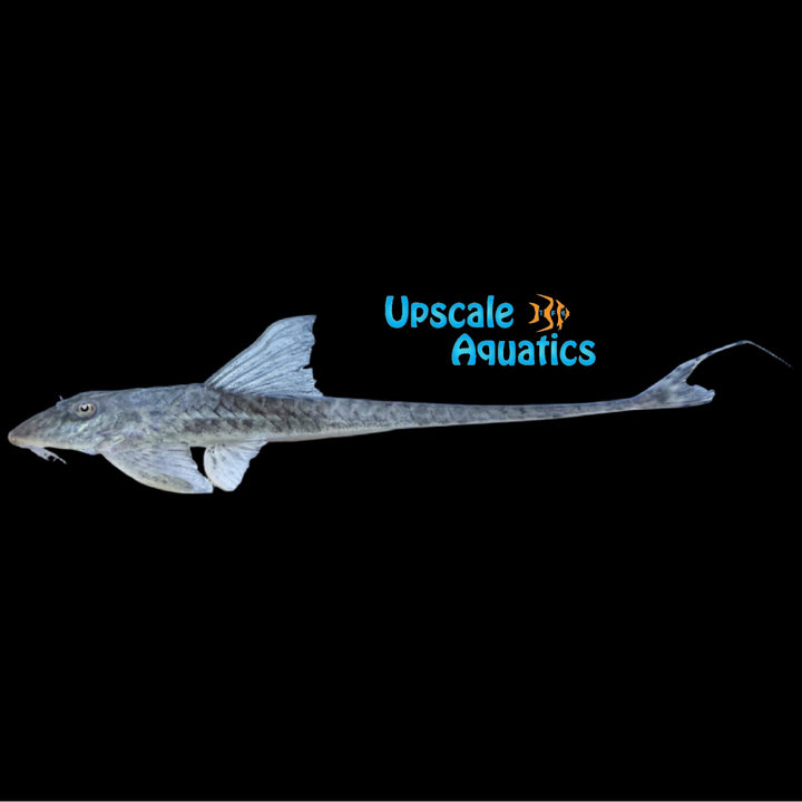 Marble Royal Whiptail Catfish (Loricaria cf. similimma)