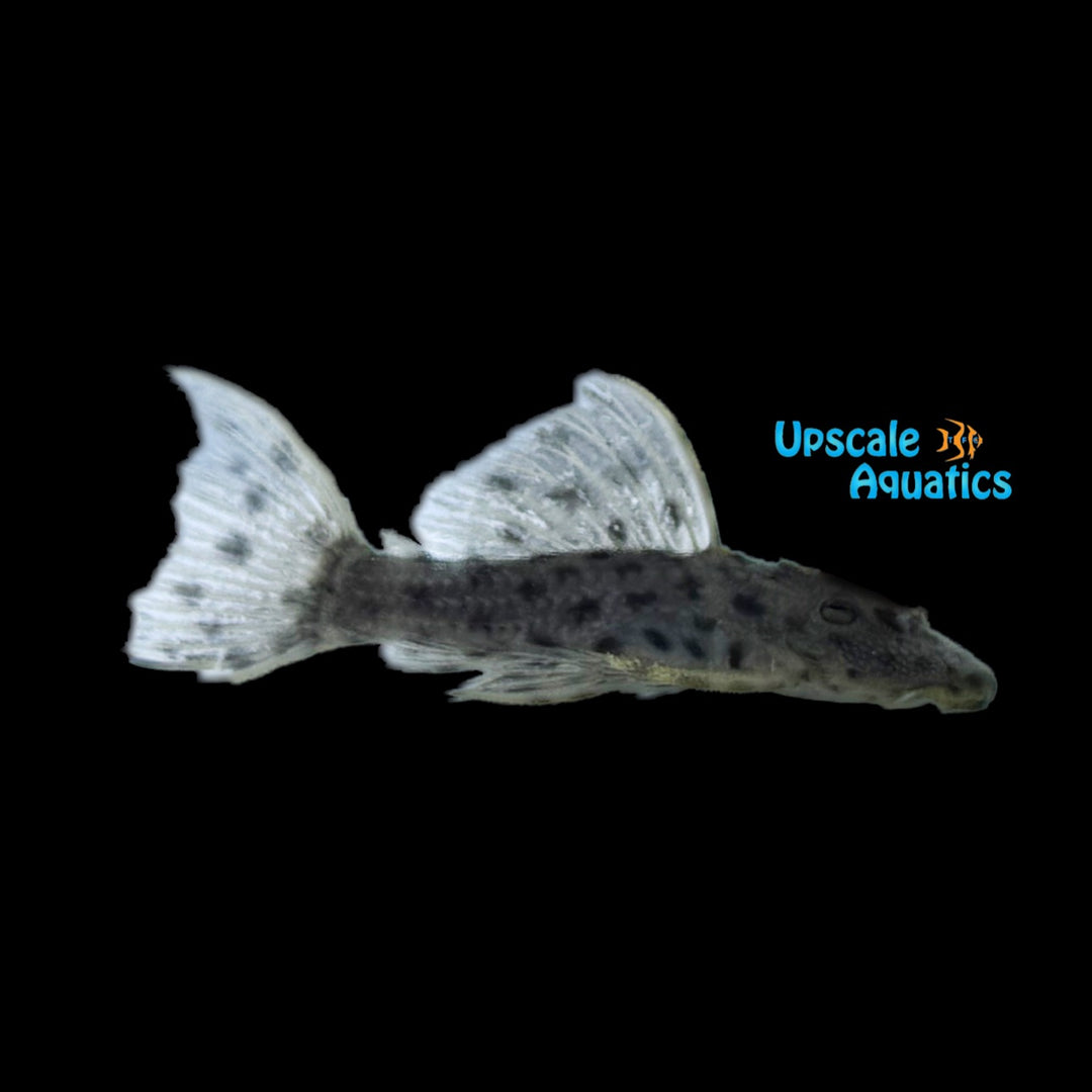 Spiny Monster Pleco L160 (Pseudacanthicus spinosus)