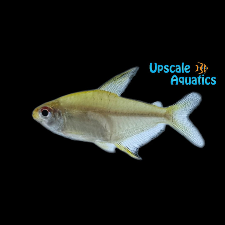 Lemon Tetra (Hyphessobrycon pulchripinnis)