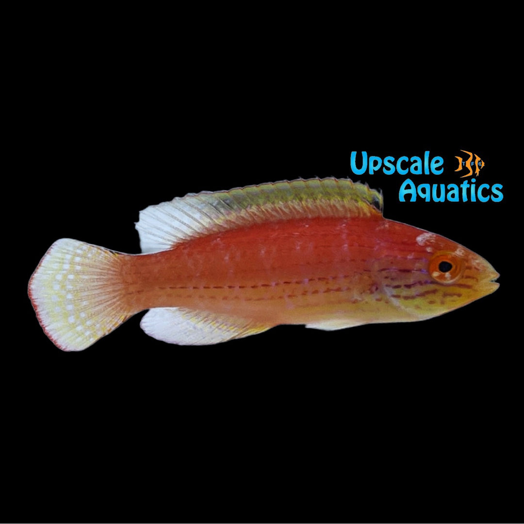 Kato's Fairy Wrasse (Cirrhilabrus katoi)