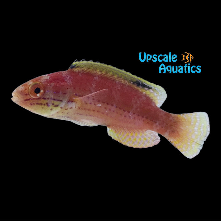 Kato's Fairy Wrasse (Cirrhilabrus katoi)