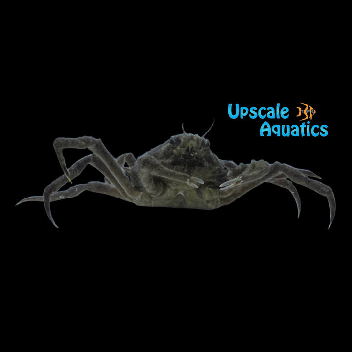 Furcate Spider Crab (Stenocionops furcatus)