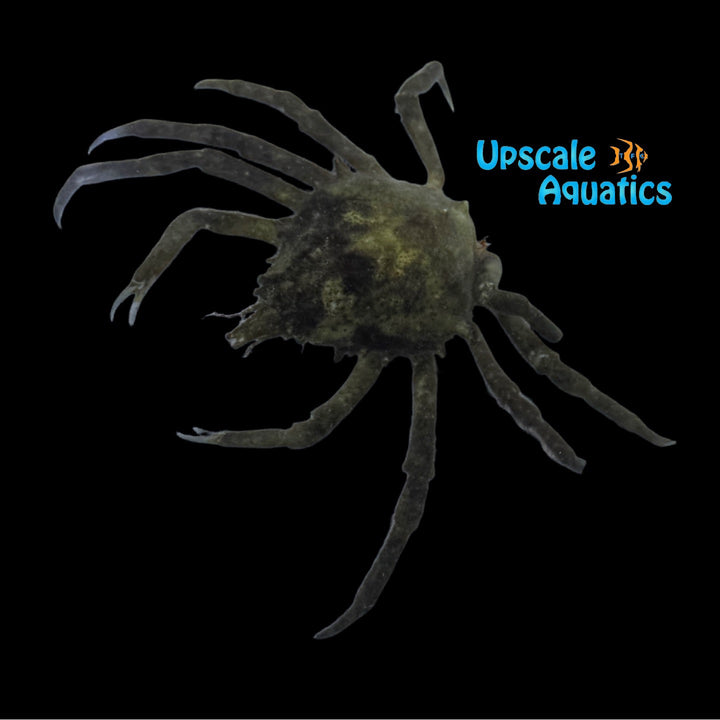 Furcate Spider Crab (Stenocionops furcatus)