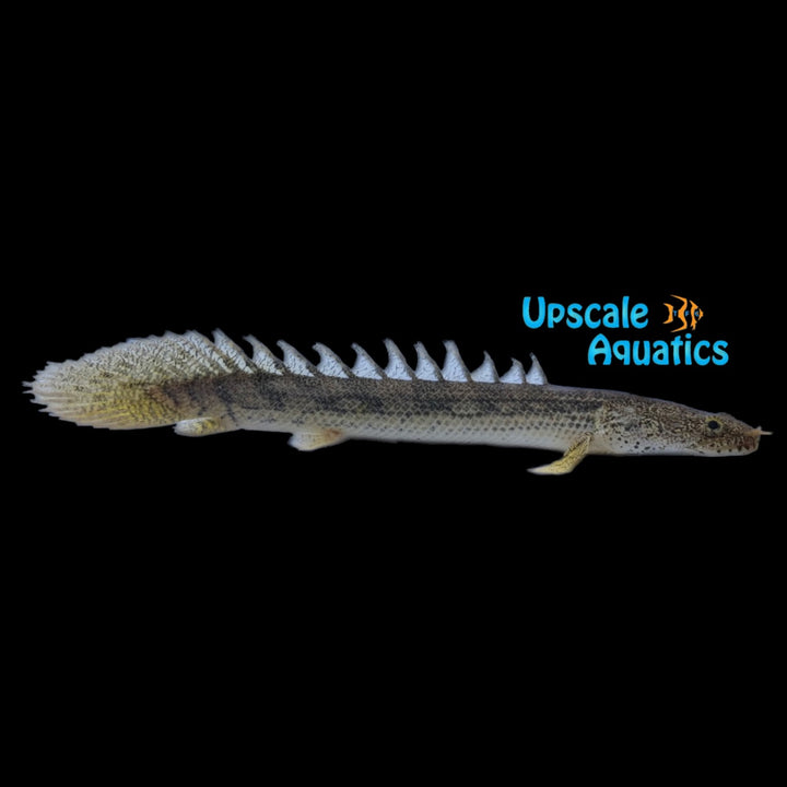 Congicus x Nile Bichir Hybrid (Polypterus congicus x polypterus bichir bichir)
