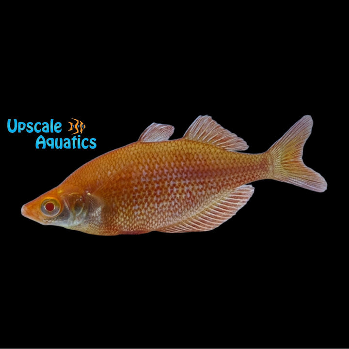 Albino Orange Millennium Rainbowfish (Glossolepis pseudoincisus)
