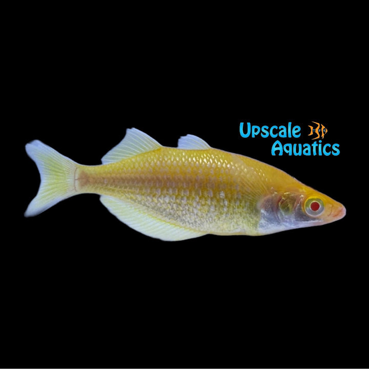 Albino Orange Millennium Rainbowfish (Glossolepis pseudoincisus)