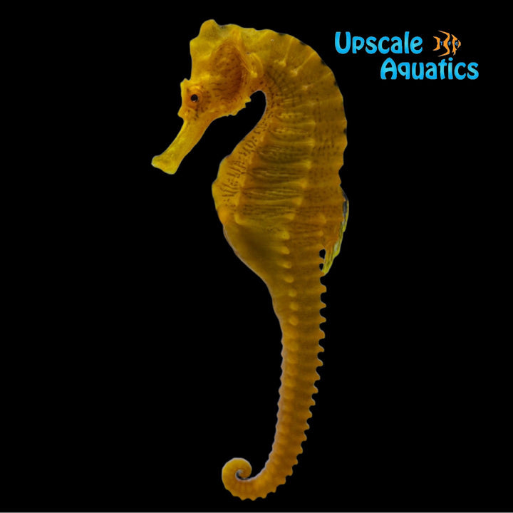 Orange Erectus Seahorse - Wild (Hippocampus erectus)