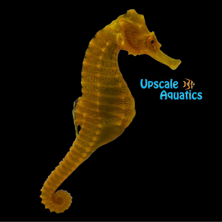 Orange Erectus Seahorse - Wild (Hippocampus erectus)