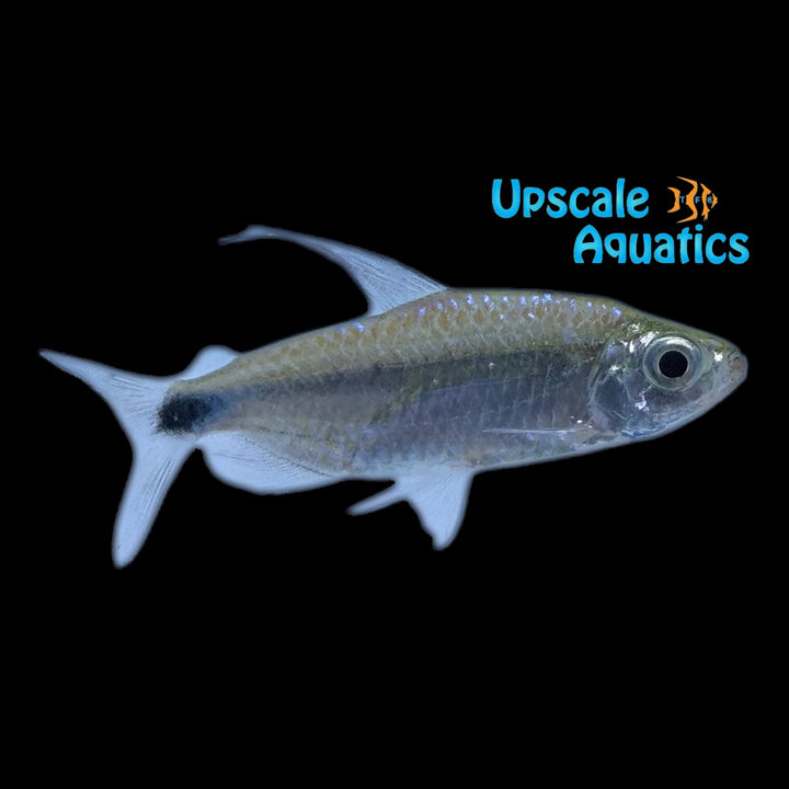 African Blue Diamond Tetra (Alestopetersius smykalai)