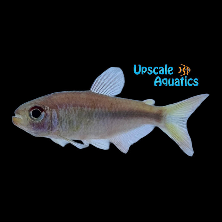 Galaxy Tetra (Moenkhausia sp. 'Galaxy')