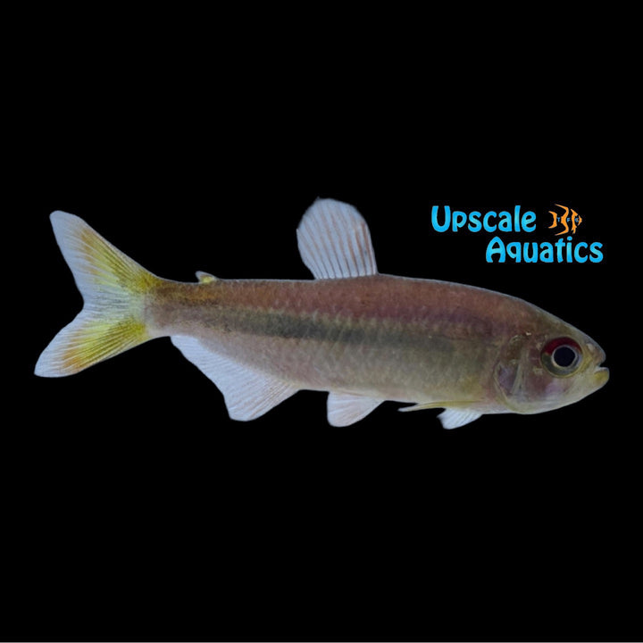 Galaxy Tetra (Moenkhausia sp. 'Galaxy')