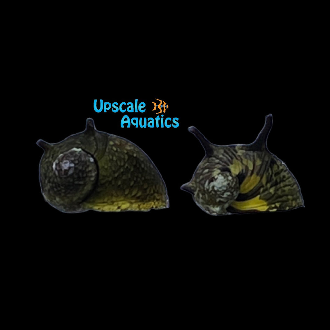 Sun Thorned Nerite Snail (Clithon donovani)