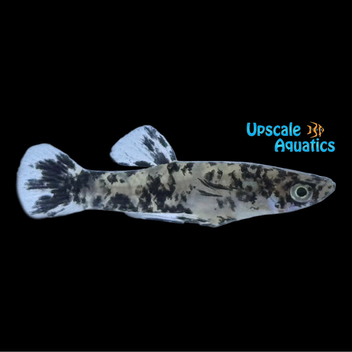 Black Spotted Mosquitofish (Gambusia holbrooki)