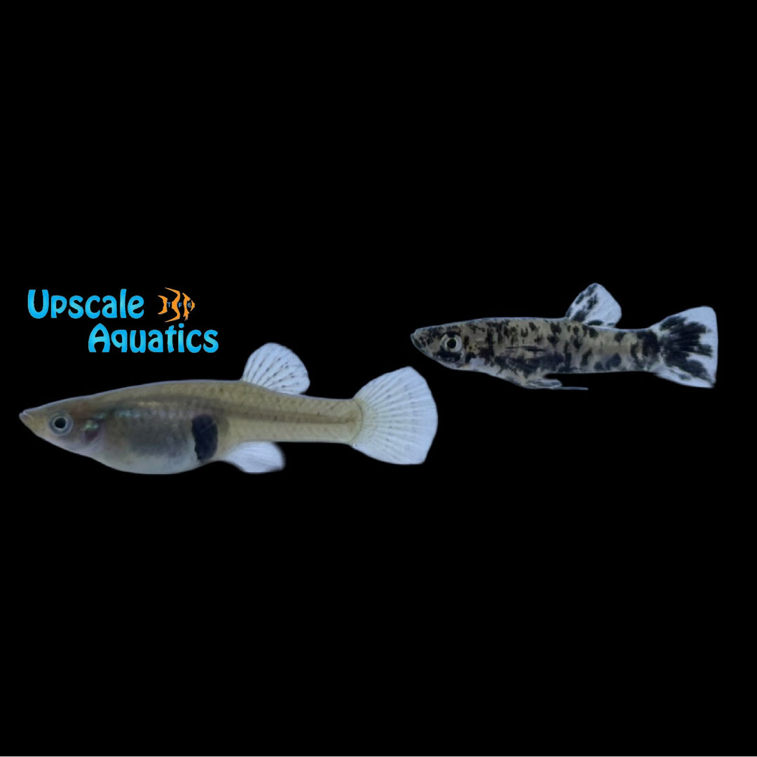 Black Spotted Mosquitofish (Gambusia holbrooki)