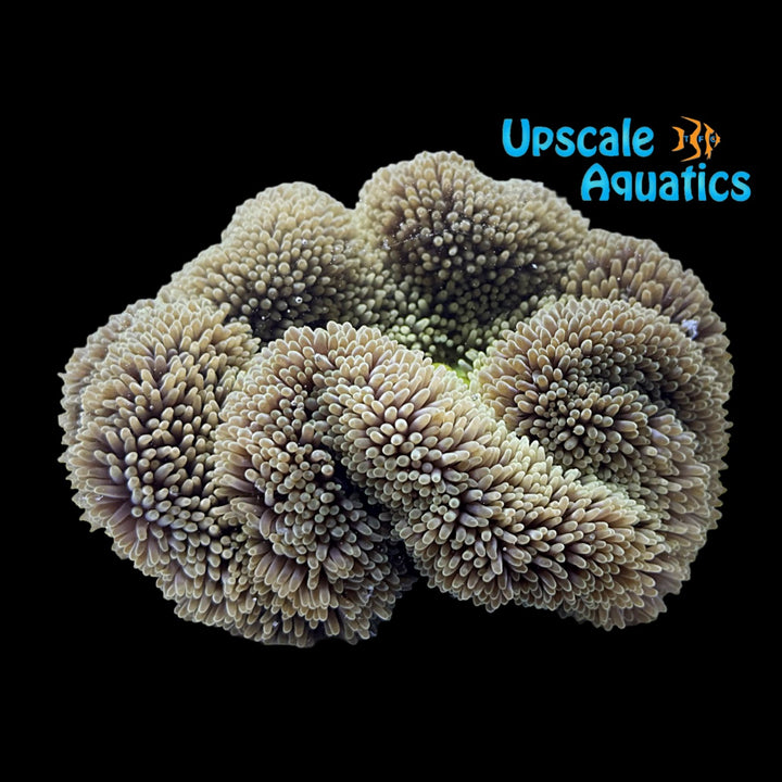 Giant Carpet Anemone (Stichodactyla gigantea)