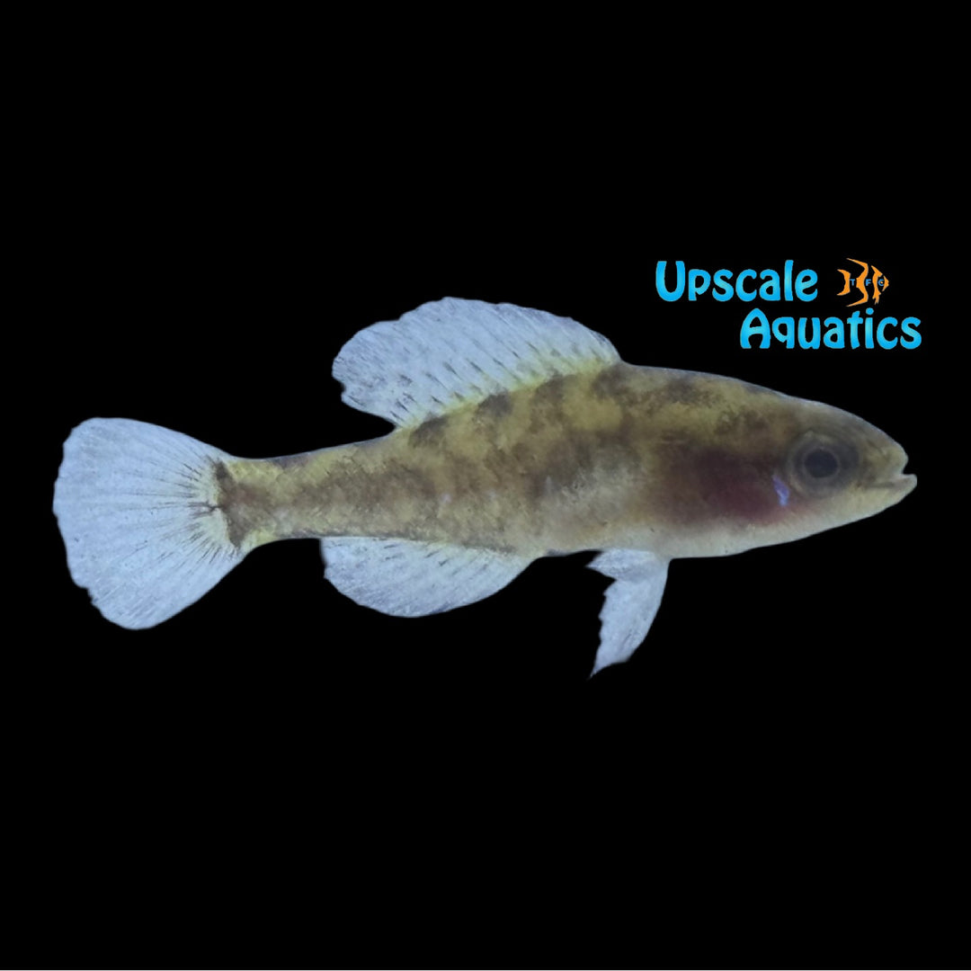 Okefenokee Pygmy Sunfish (Elassoma okefenokee)