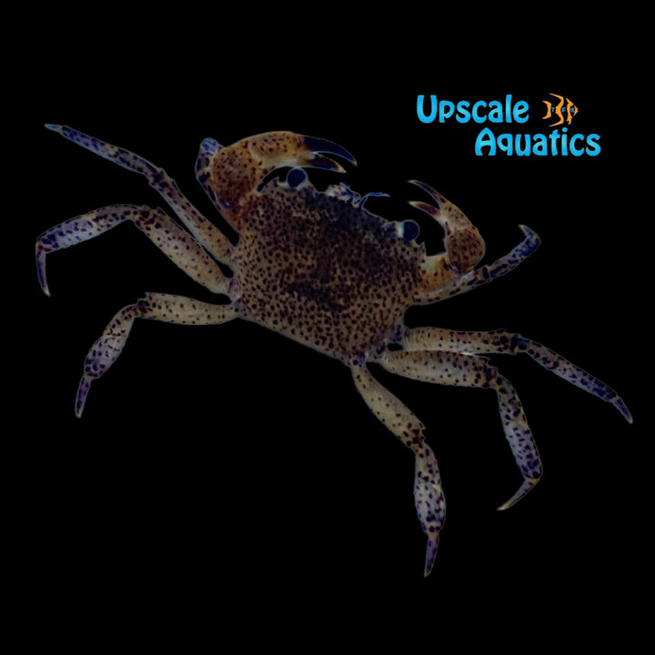 White Claw Towuti Crab (Syntripsa flavichela)