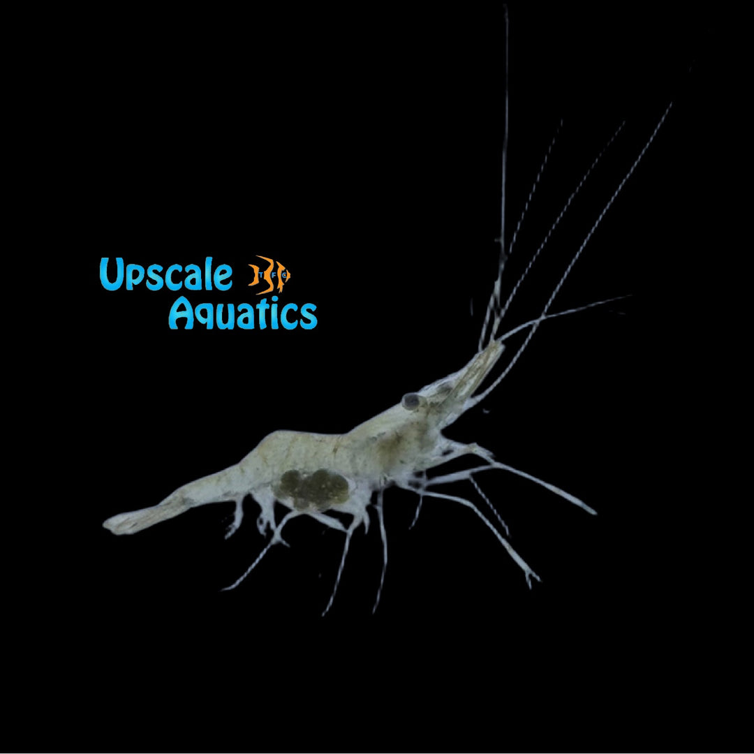 Mississippi Grass Shrimp (Palaemonetes kadiakensis)