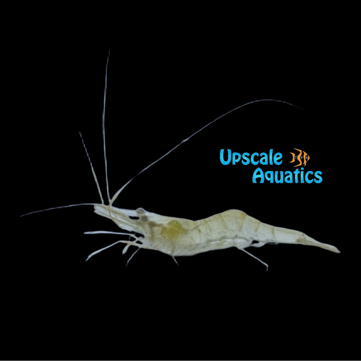 Mississippi Grass Shrimp (Palaemonetes kadiakensis)