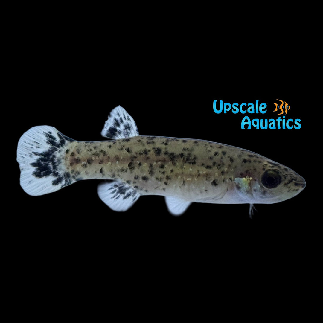 Melanistic Golden Topminnow Killifish (Fundulus chrysotus)