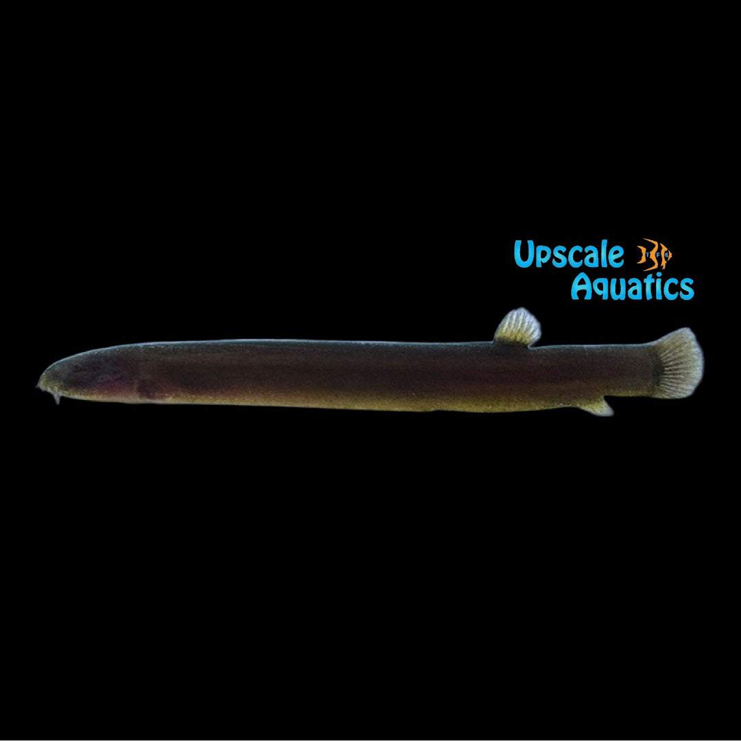 Cinnamon Kuhlii Loach (Pangio pangia)