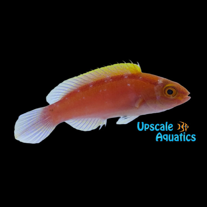 Rose Band Fairy Wrasse (Cirrhilabrus roseafascia)