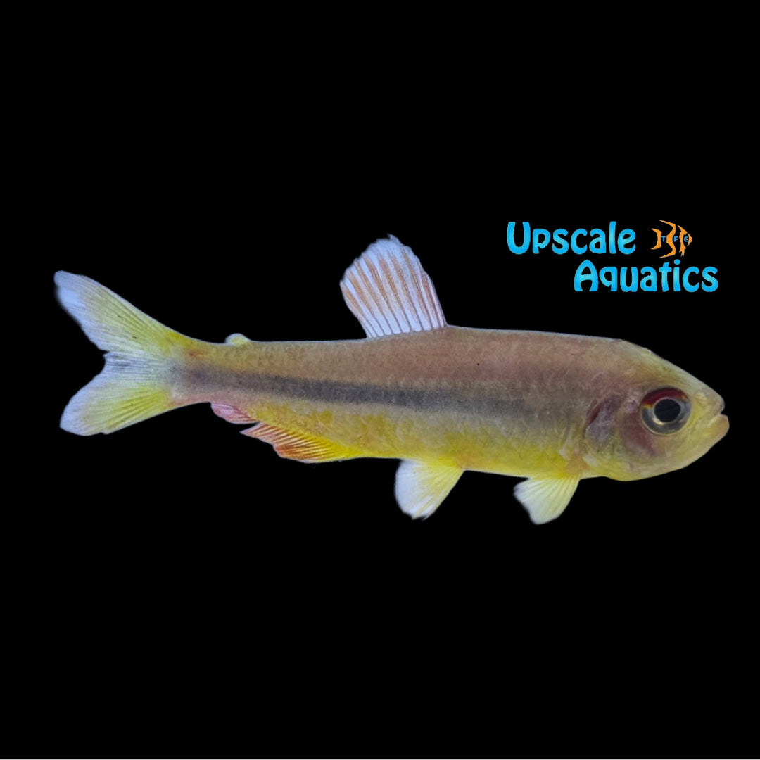 Black Belt Tetra (Hemigrammus kuroobi)