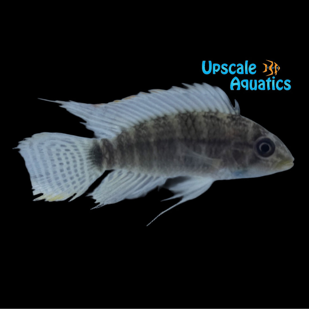 Apistogramma Rupununi