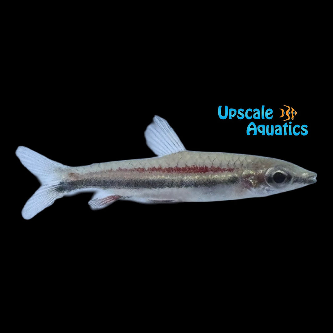 Red Bull Pencilfish (Nannostomus sp. Red Bull)