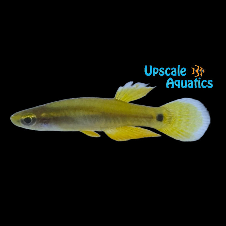Pygmy Killifish (Leptolucania ommata)